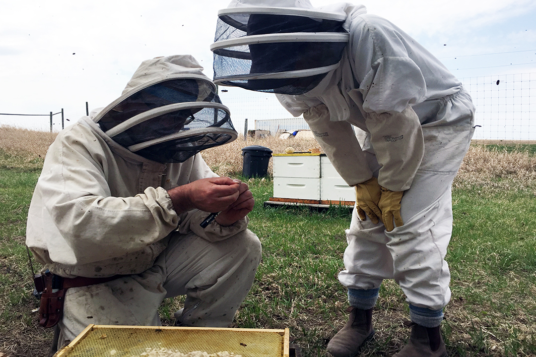 Researchers study a beehive. Photo by Crystani Folkes. 